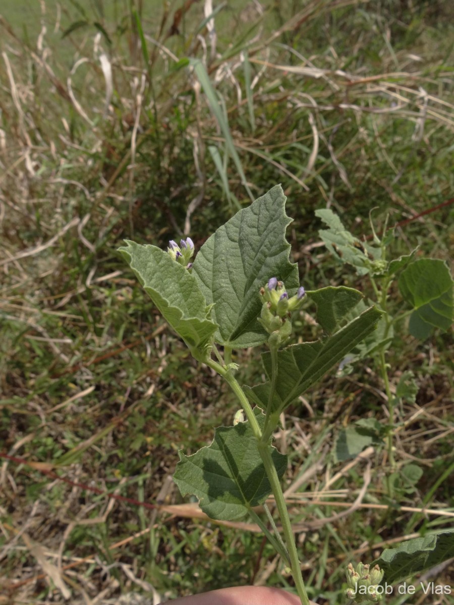 Cullen corylifolium (L.) Medik.